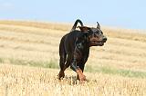 DOBERMANN 973